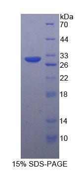 Figure 1. SDS-PAGE