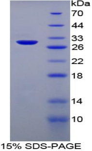 Figure 1. SDS-PAGE