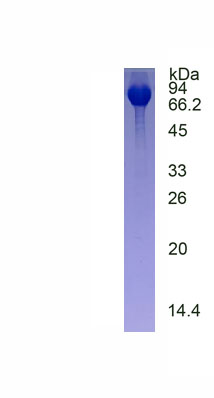 Figure 2. SDS-PAGE