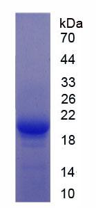 Figure 2. SDS-PAGE