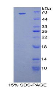 Figure 1. SDS-PAGE