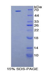 Figure 1. SDS-PAGE