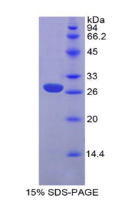 Figure 1. SDS-PAGE