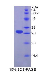 Figure 1. SDS-PAGE