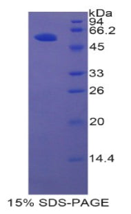 Figure 1. SDS-PAGE