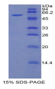 Figure 1. SDS-PAGE