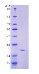 Figure 3. SDS-PAGE