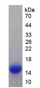Figure 2. SDS-PAGE