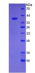 Figure 2. SDS-PAGE