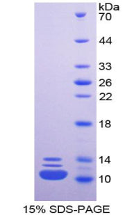 Figure 1. SDS-PAGE