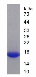 Figure 1. SDS-PAGE