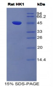 Figure 1. SDS-PAGE