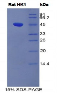 Figure 1. SDS-PAGE