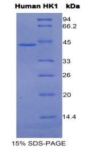 Figure 1. SDS-PAGE