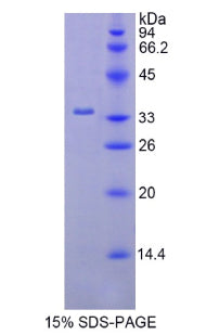 Figure 2. SDS-PAGE