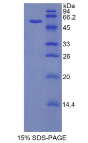 Figure 1. SDS-PAGE