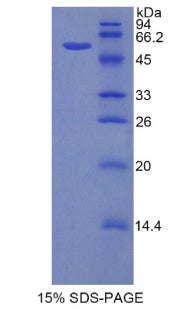 Figure 1. SDS-PAGE