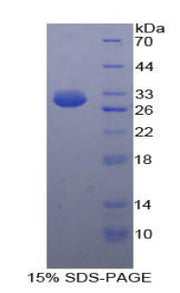 Figure 1. SDS-PAGE