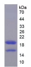 Figure 3. SDS-PAGE