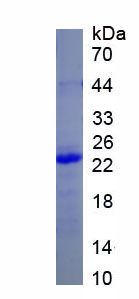 Figure 2. SDS-PAGE