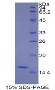 Figure 1. SDS-PAGE