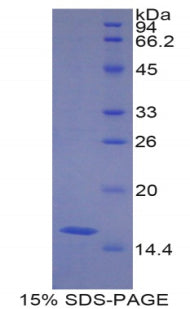 Figure 1. SDS-PAGE