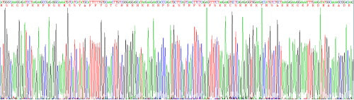 Recombinant Human High Mobility Group Protein 1 (HMGB1)