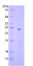 Figure 3. SDS-PAGE