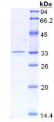 Figure 2. SDS-PAGE