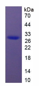 Figure 1. SDS-PAGE