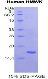 Figure 1. SDS-PAGE