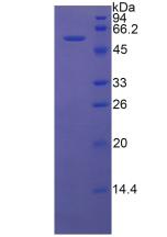Figure 2. SDS-PAGE