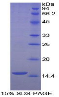 Figure 1. SDS-PAGE