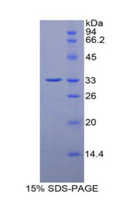 Figure 1. SDS-PAGE