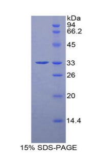 Figure 1. SDS-PAGE