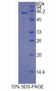 Figure 1. SDS-PAGE
