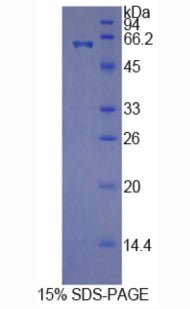 Figure 1. SDS-PAGE