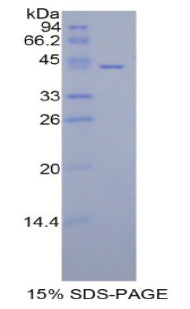 Figure 1. SDS-PAGE