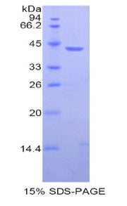 Figure 1. SDS-PAGE