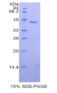 Figure 1. SDS-PAGE