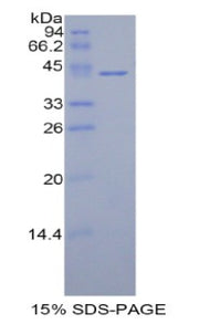 Figure 1. SDS-PAGE