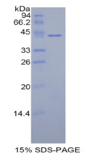 Figure 1. SDS-PAGE