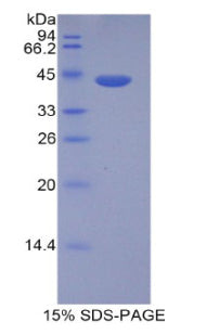 Figure 1. SDS-PAGE