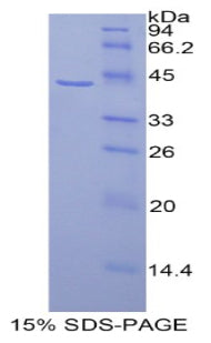 Figure 1. SDS-PAGE