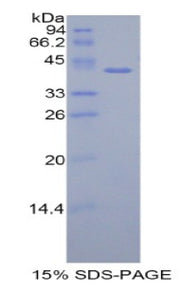 Figure 1. SDS-PAGE
