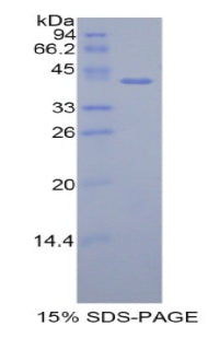 Figure 1. SDS-PAGE
