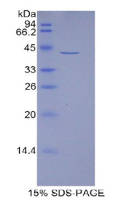 Figure 1. SDS-PAGE