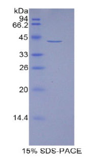 Figure 1. SDS-PAGE