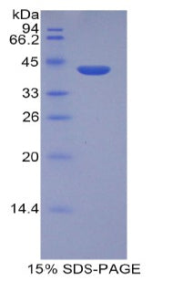 Figure 1. SDS-PAGE