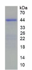 Figure 2. SDS-PAGE